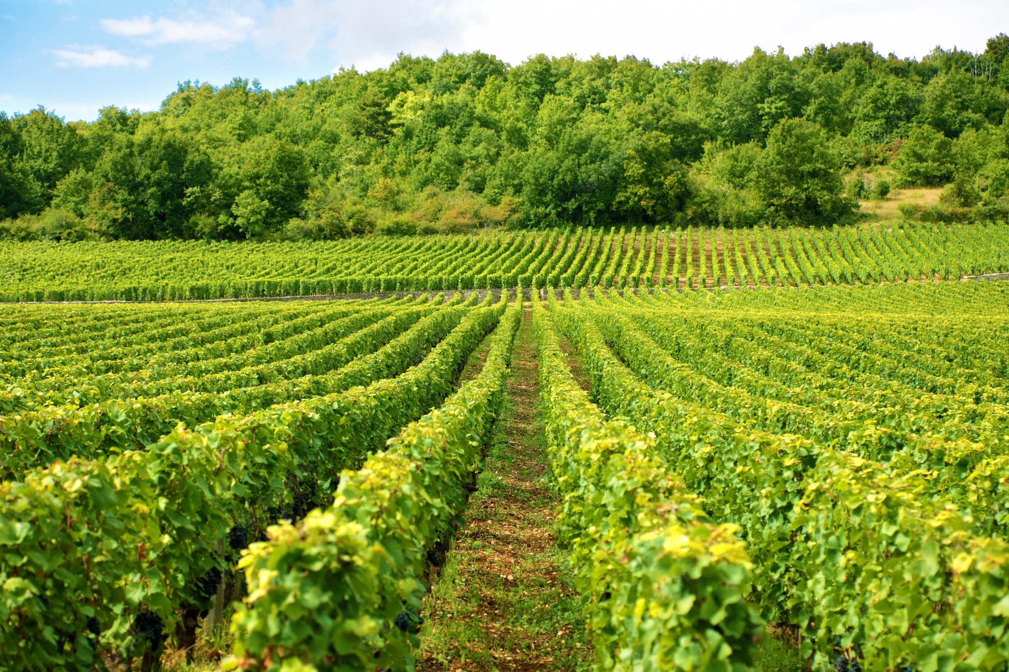 Sostegni alla promozione del settore vinicolo sui mercati internazionali. E’ uscito il bando regionale per la presentazione dei progetti per il 2022/2023