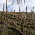 Aziende e crediti di carbonio per la Foresta Vaia
