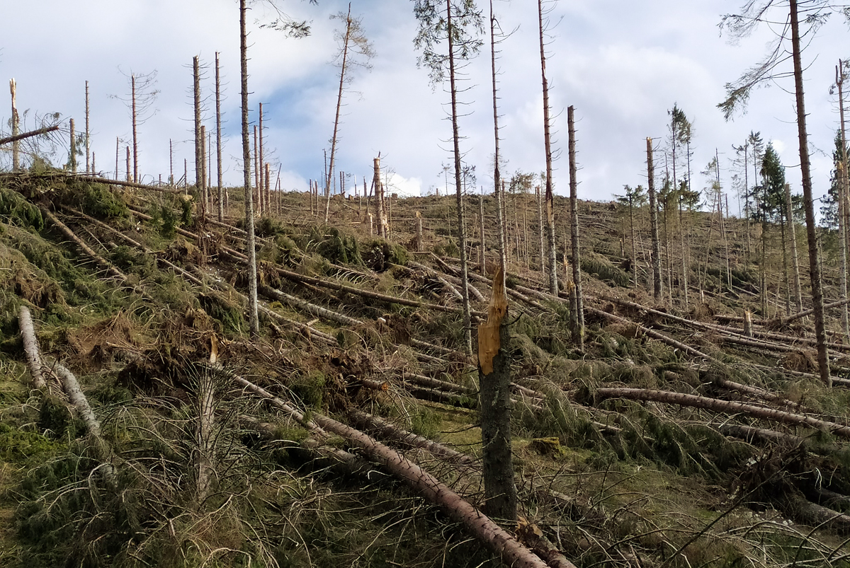 Aziende e Crediti di Carbonio per la Foresta Vaia